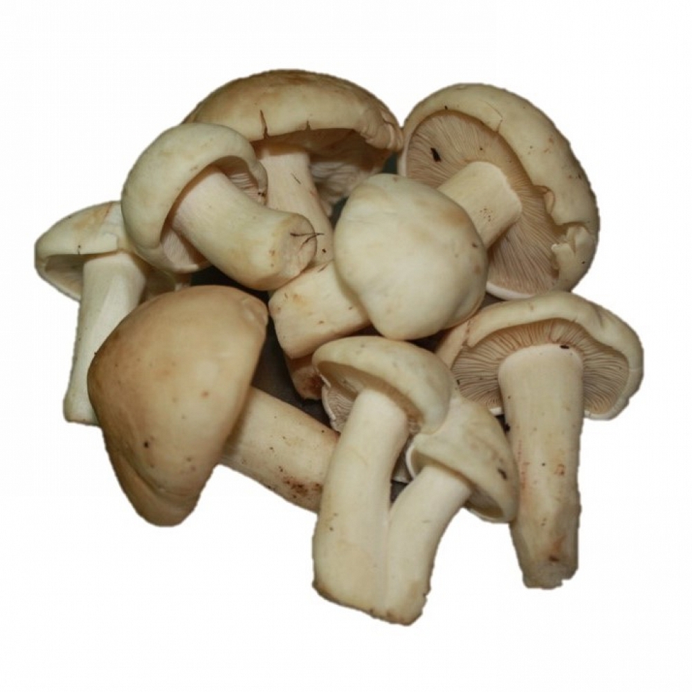 Perrechico Freco 1�