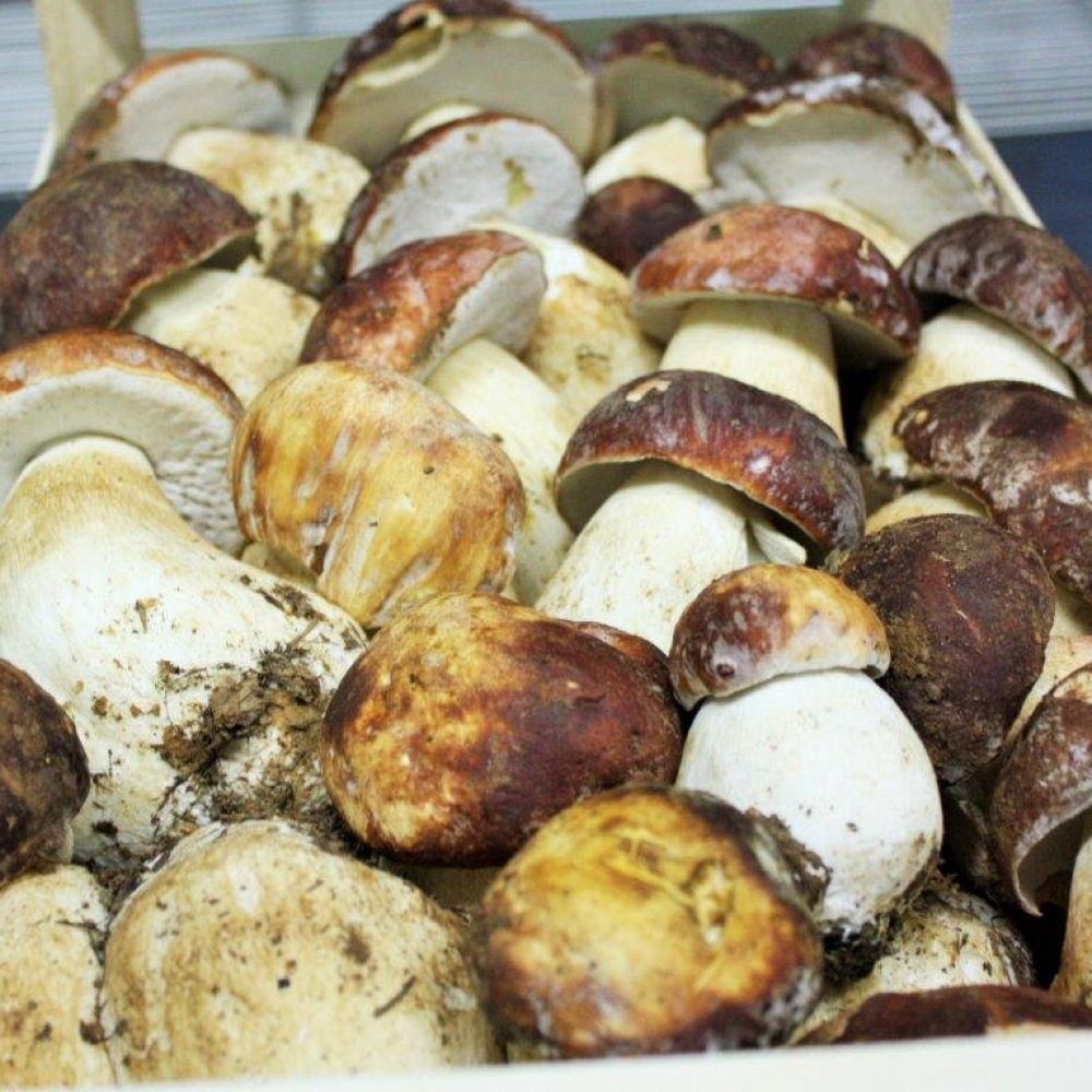 Fresh Boletus Pinophilus 1�  Extra 