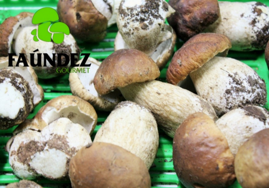 Realizar tratamientos en los bosques favorece la proliferaci�n de hongos