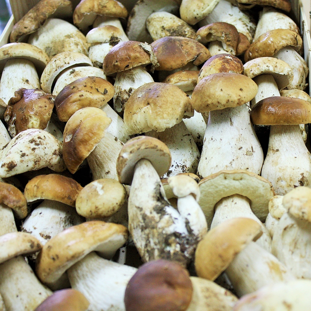 Boletus Edulis Extra Fresco