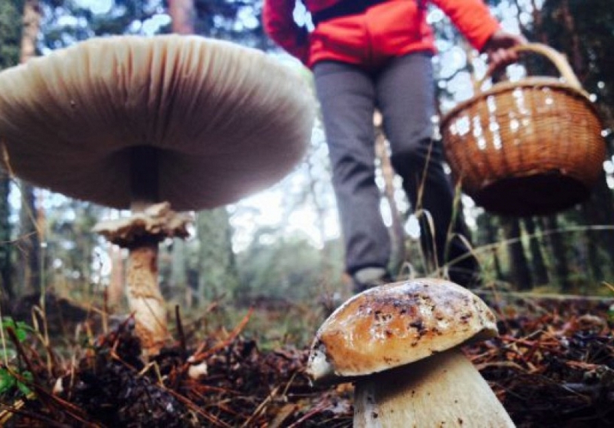 Approved the regulation regulating the wild mycology by the Junta de Castilla y León