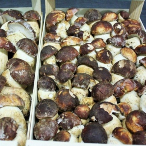 Fresh Boletus Pinophilus 1� Extra 