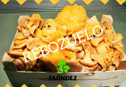 C�MO SALIR EN BUSCA DE REBOZUELOS