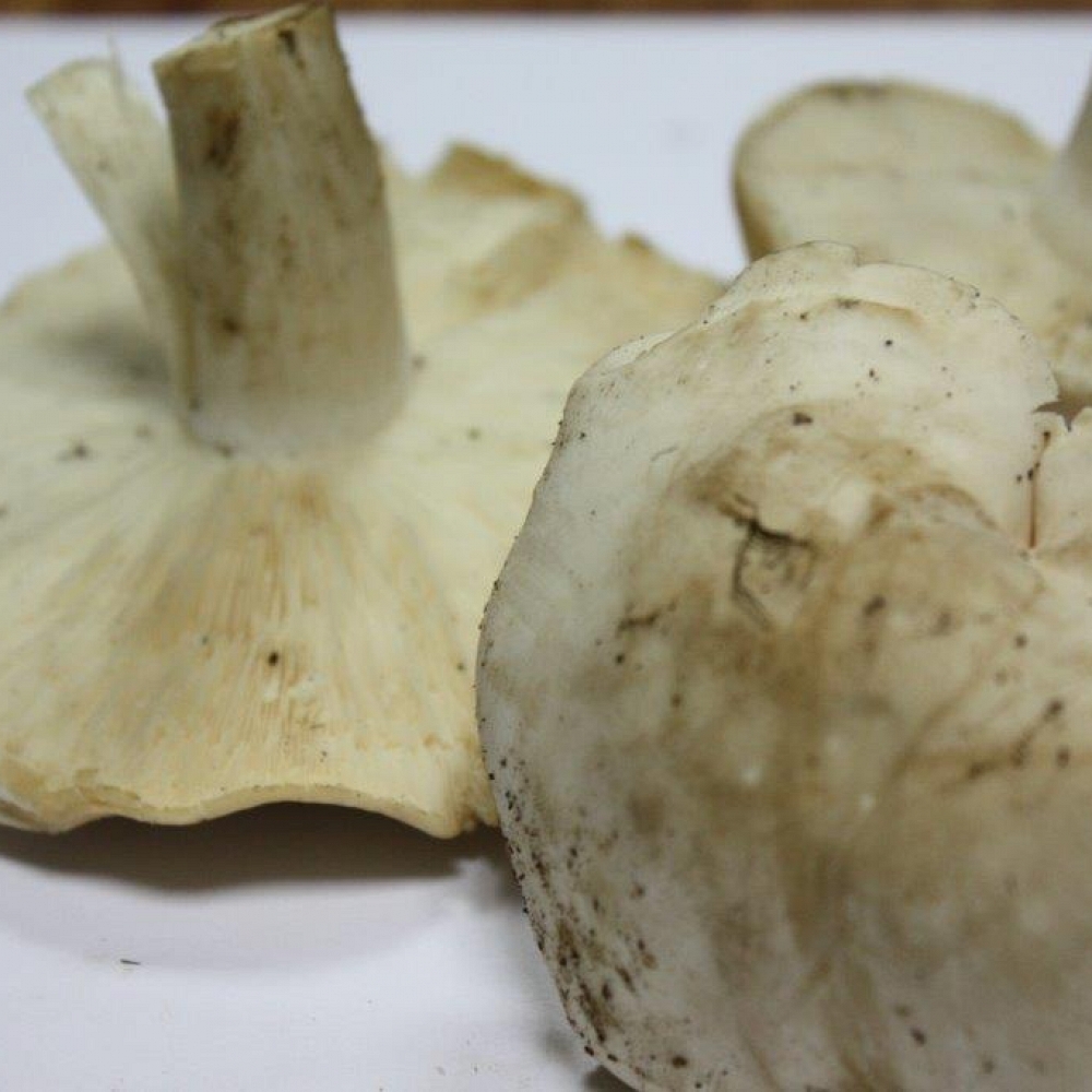 Fresh St. George Mushroom II� 