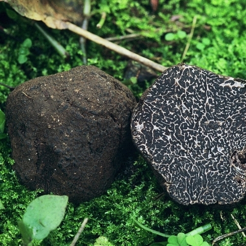 Fresh Black Truffle  