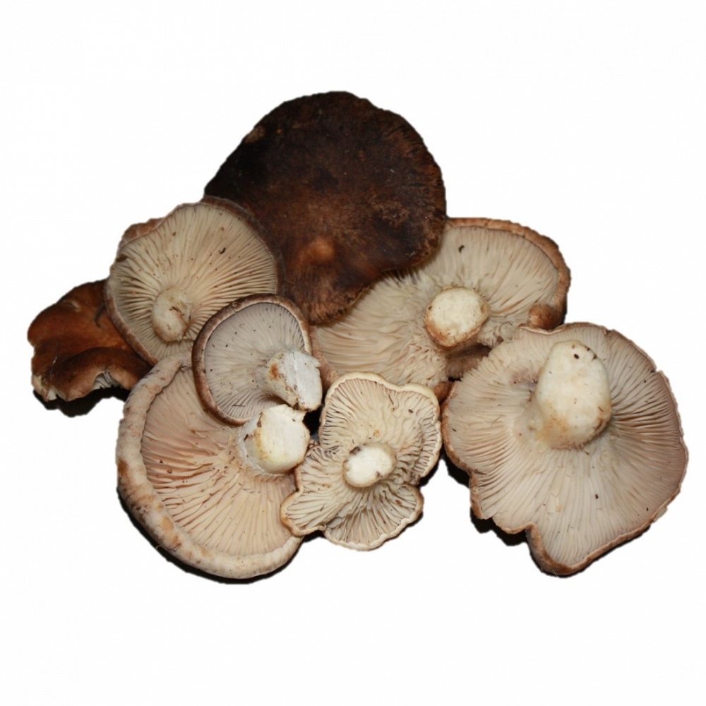 Seta de Cardo Silvestre Fresca (Pleurotus Eryngii)