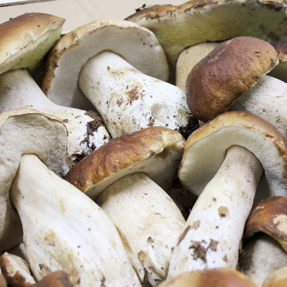 Boletus Edulis I� Fresco