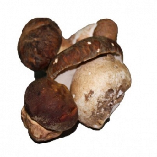 Fresh Boletus Aereus 