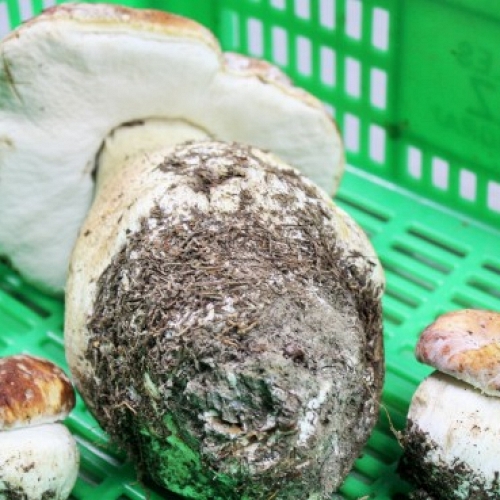 Fresh Boletus Pinophilus 1 Super GR