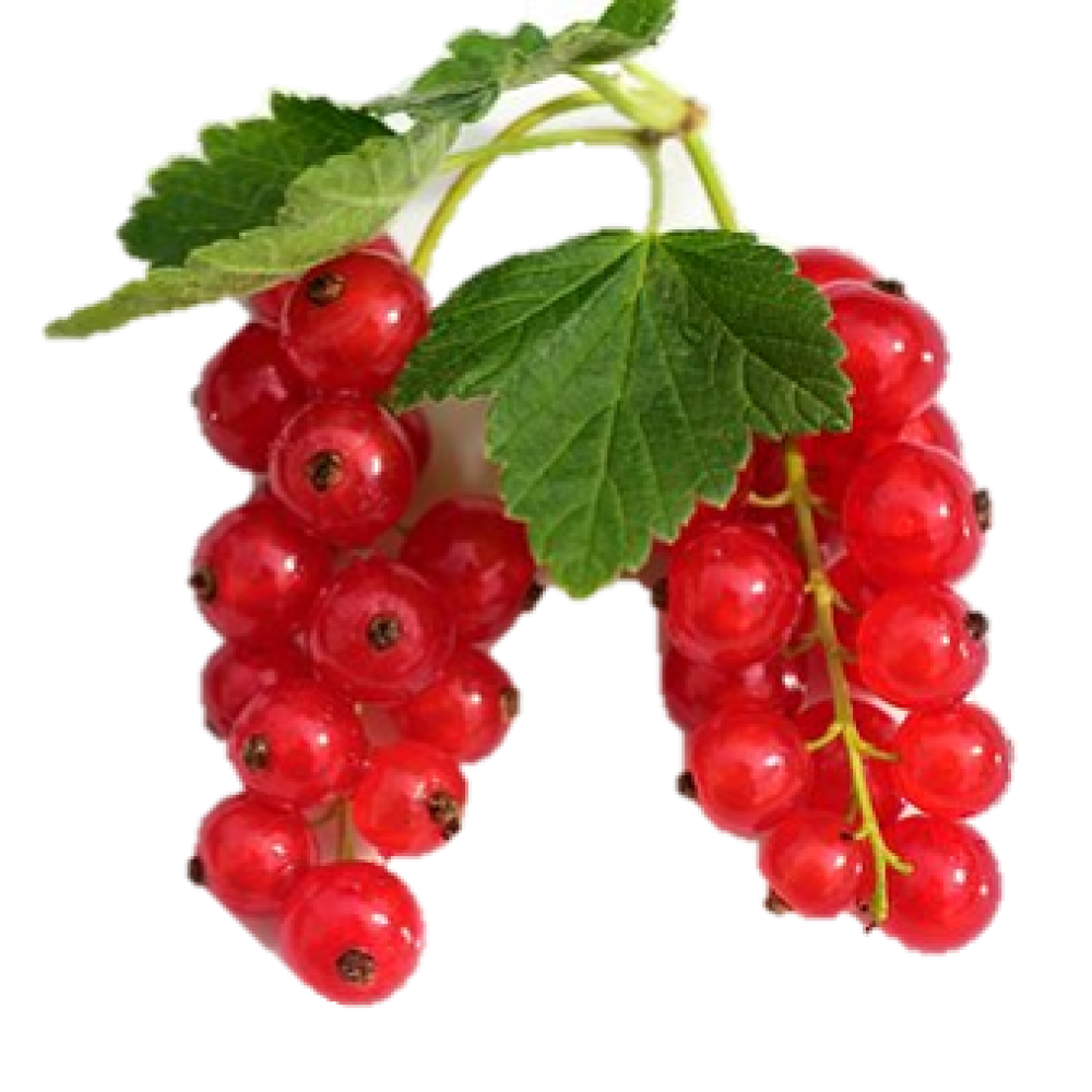 Fresh Red Currant