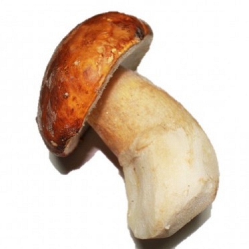 Quick-Frozen Boletus Pinophilus I Extra L 