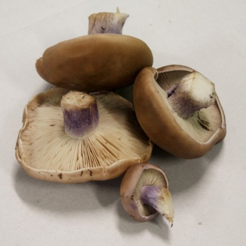 Wild Mushrooms Lepista Personata