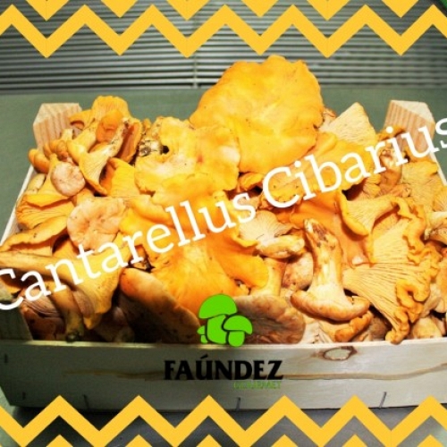A partir de 1 KG