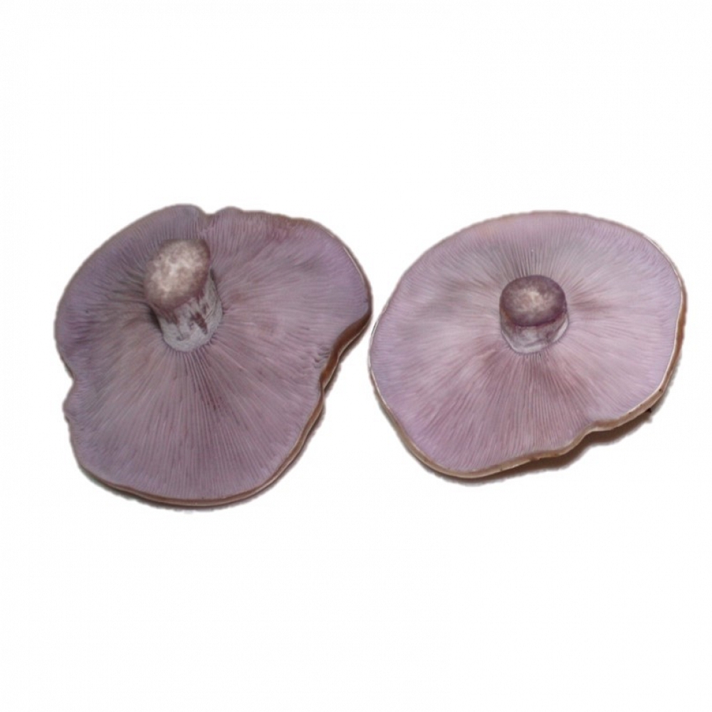 Fresh Wood Blewit Mushroom