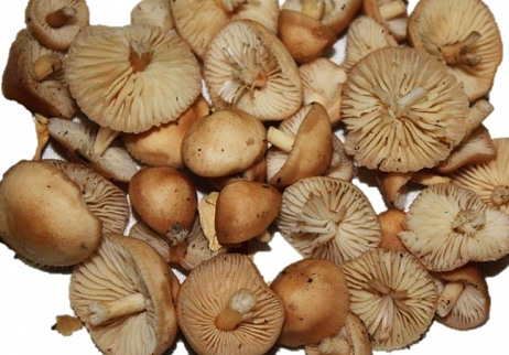 CONGRIO CON MARASMIUS OREADES