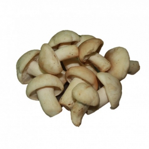 Fresh St. Georges Mushrooom Extra 