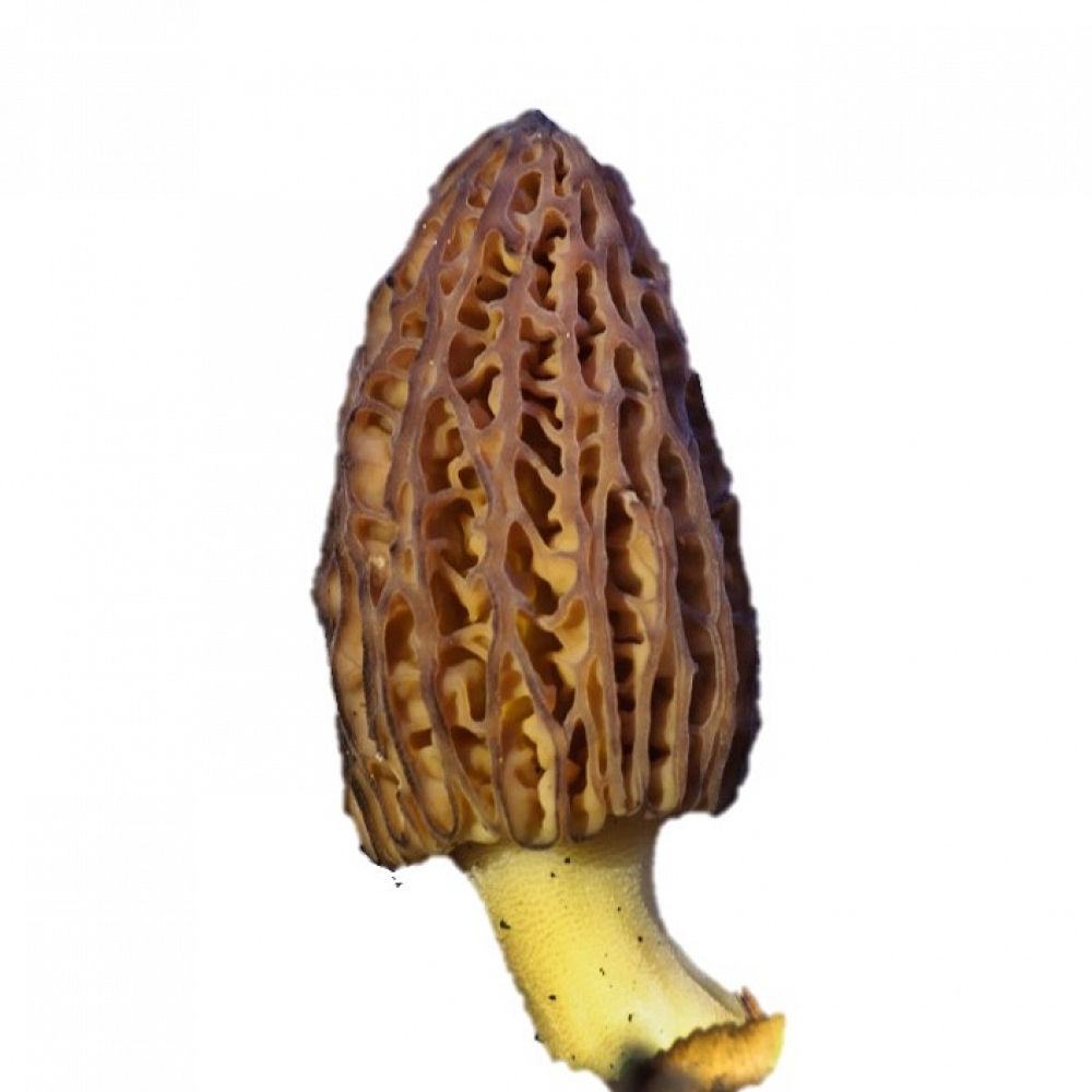 Fresh Morel