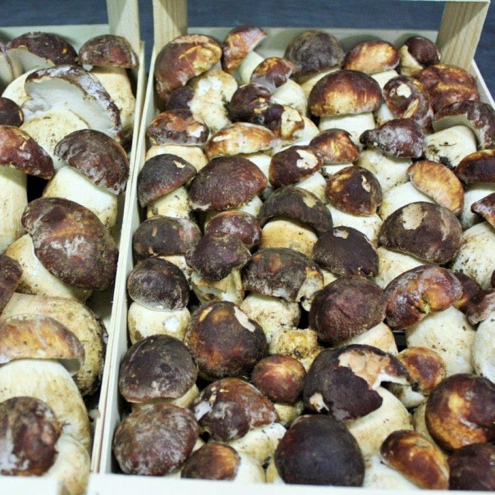 Boletus Pin�cola I� Extra Fresco