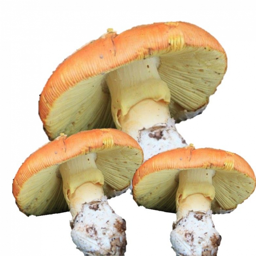 Fresh Caesar’s Mushroom IIº 