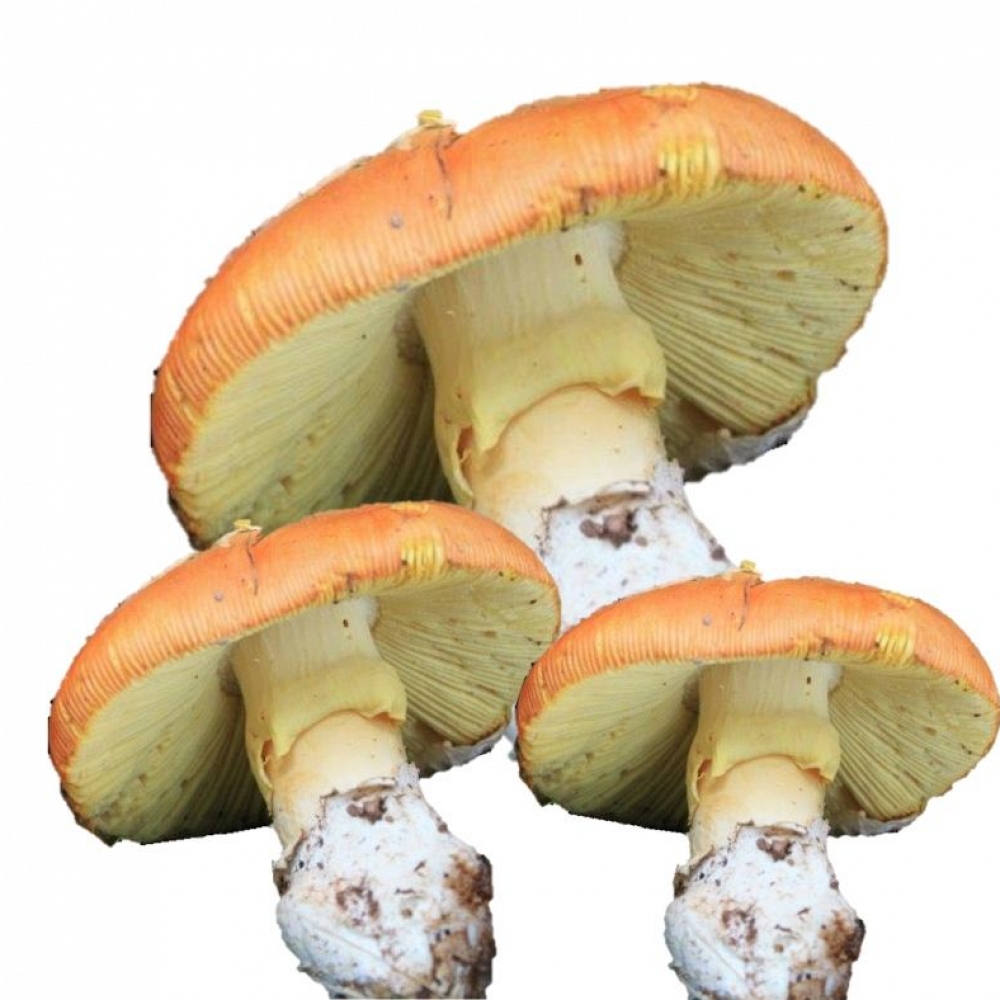 Fresh Caesars Mushroom II 