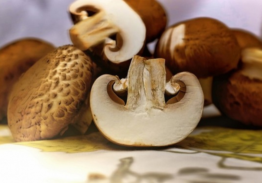 Mycology as an excuse to visualize the valuable resources of Tábara and Aliste