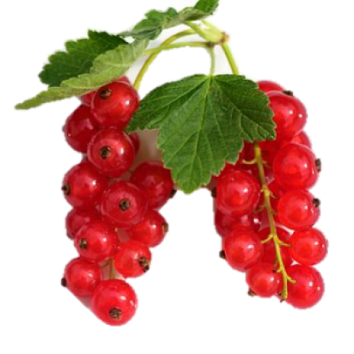Fresh Red Currant