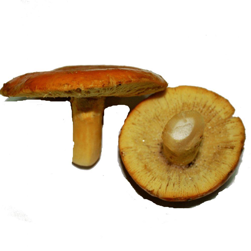 Quick-Frozen Caesar�s Mushroom Open 