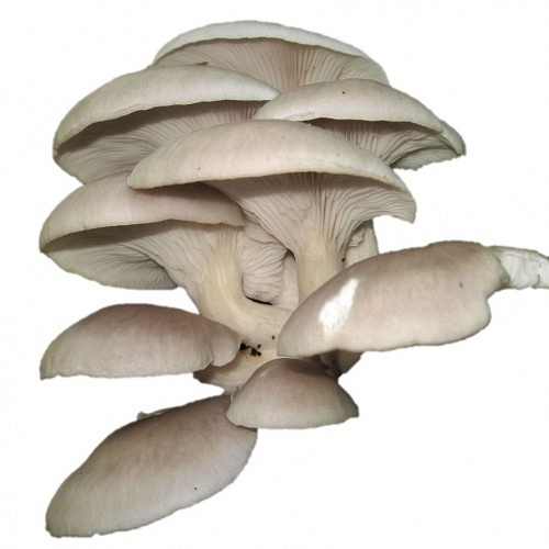 Fresh Wild Funciu di Basilicu Mushroom 