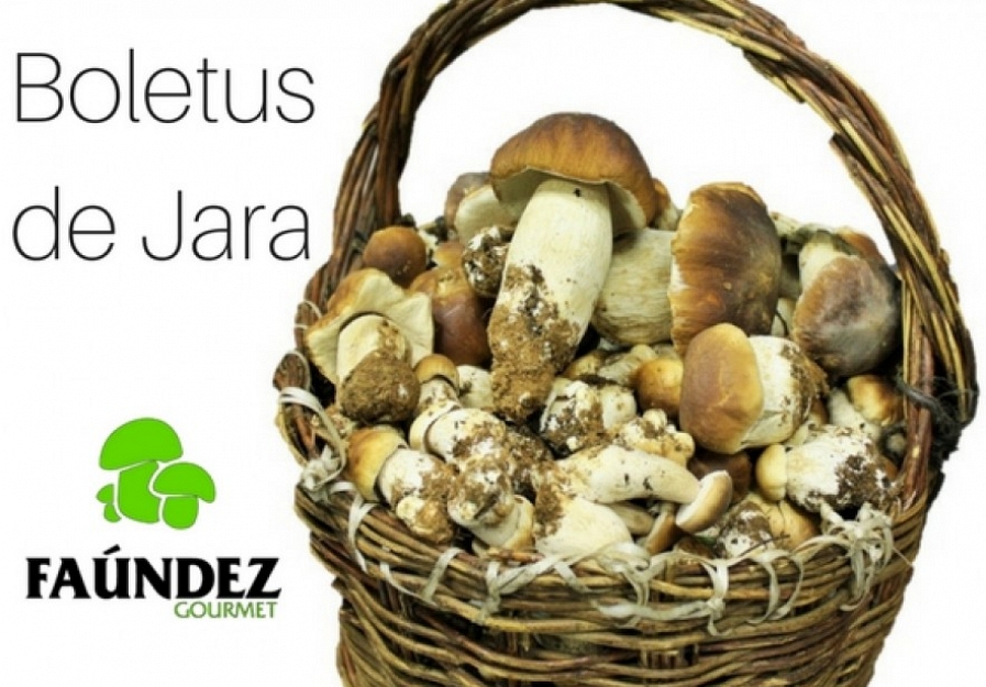 Boletus Edulis de Jara
