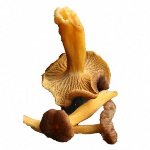 Fresh Funnel Chanterelle 