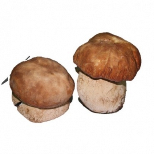Boletus Aestivalis Fresco