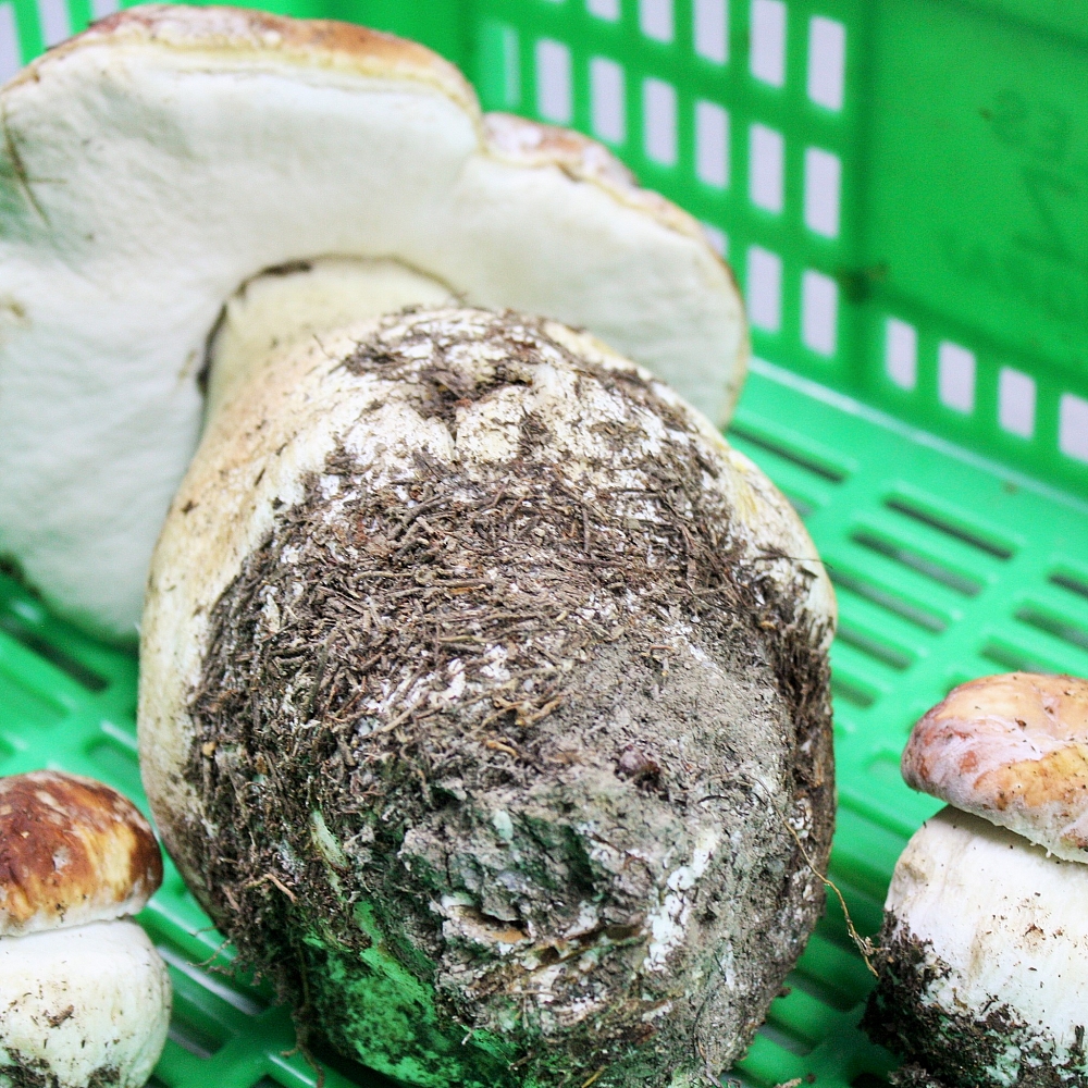 Fresh Boletus Pinophilus 1 Super GR