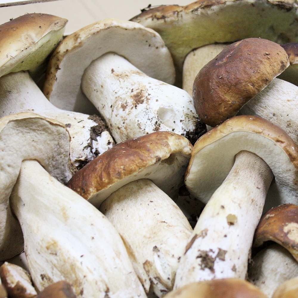 Boletus Edulis I Fresco