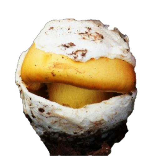 Fresh Caesar�s Mushrooom I� Extra 