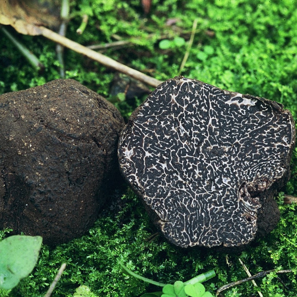 Fresh Black Truffle  