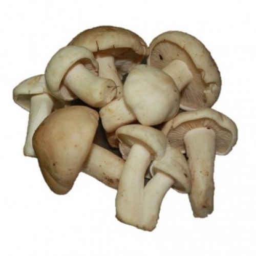 Perrechico Freco 1�